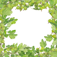 Naklejka premium green frame from gooseberry branches