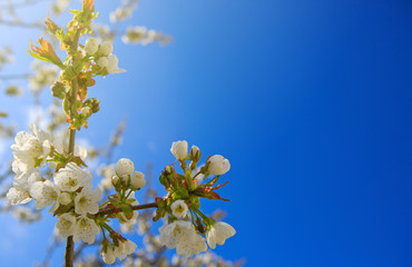 Blossom tree branches with sky at background.