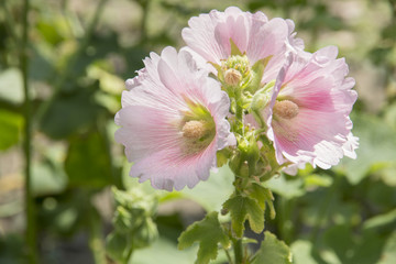 pink hollyhock flower in the garden