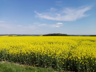 Obraz premium Rapsfeld im Frühling/Ein Rapsfeld im Vordergrund und im Hintergrund die bewaldeten Hügel des Erzgebirges, 