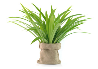 Pandan on white background