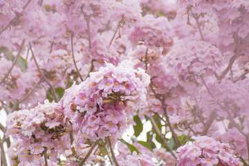 pink flower blossom in the garden
