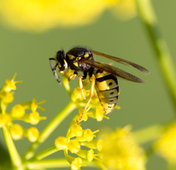 Wasp on yellow flower in nature