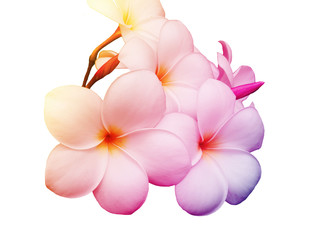 Fototapeta na wymiar Beautiful plumeria flower on pastel tone for create card