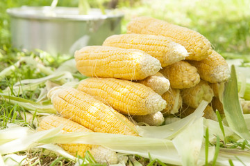 Fresh corn on the cob on the lawn, stacked in a pan for cooking