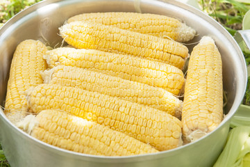 Fresh corn on the cob on the lawn, stacked in a pan for cooking