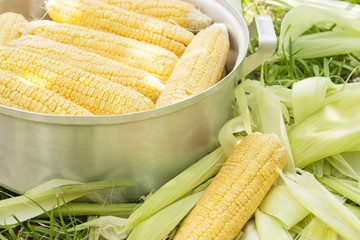 Fresh corn on the cob on the lawn, stacked in a pan for cooking