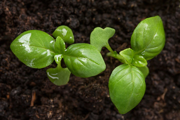 Fresh basil plant.