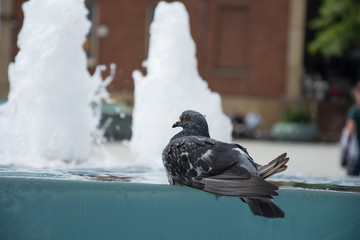 pigeon bathing