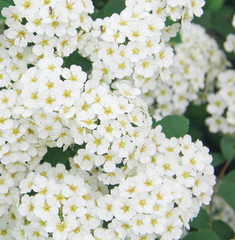 Bush of blooming hawthorn in the summer