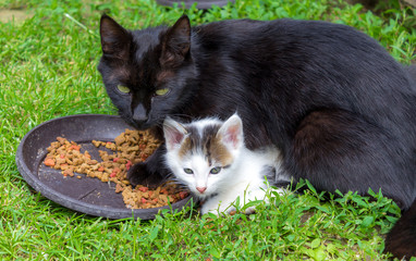 mother and little kitten eating