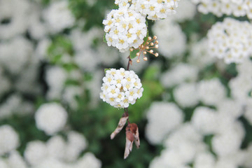 Bush of blooming hawthorn in the summer