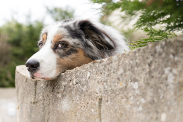 chien abandonné abandonner triste abandon famille accueil regard gentil animal compagnie
