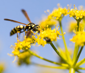 Wasp on yellow flower in nature