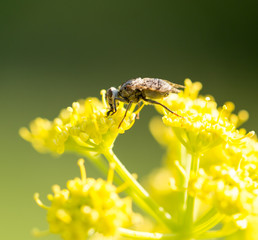An insect on a yellow flower in nature.