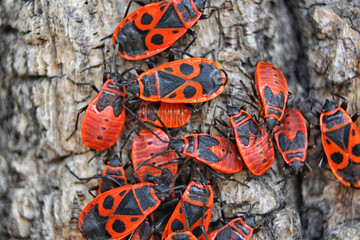 red bugs