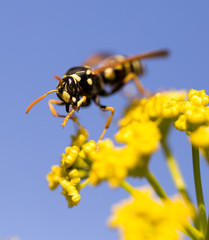 Wasp on yellow flower in nature
