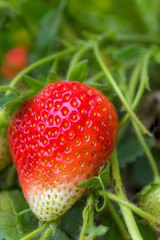 sweet juicy organic strawberriess