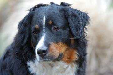 berner sennenhund
