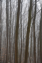 Obraz premium Wald