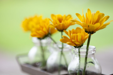 Chrysanthemum