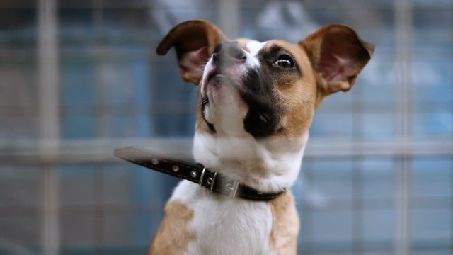 Close-up shot of muzzle of cute mongrel dog behind the bars of animal shelter. HD