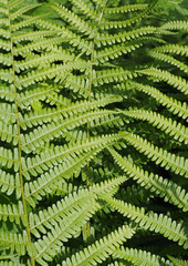 Green leaves of a fern as background