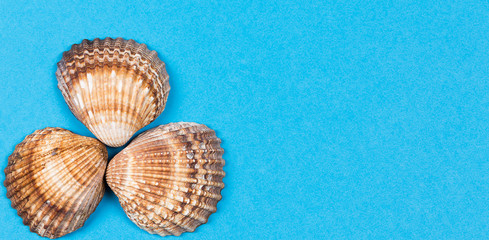 Seashells on blue background, beach vacation, sea, photo, top view, copyspace