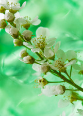 Abstract background, spring landscape,blooming birdcherry tree closeup with green leaves on a delicate light green background