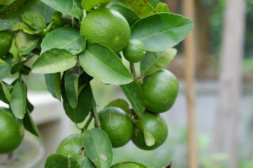 Lime tree with fruits closeup select focus. Raw materials of food Thailand.