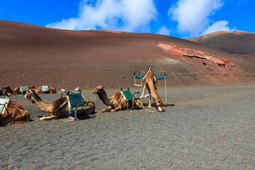 Camels in Timanfaya National Park on Lanzarote.
