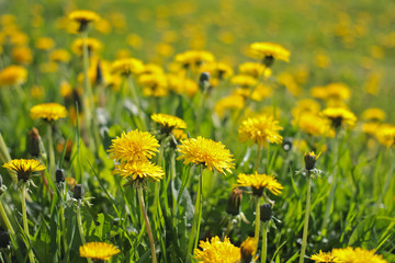 Field with blooming dangelion