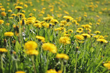 Field with blooming dangelion