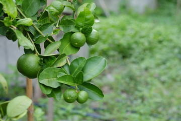 Lime tree with fruits closeup select focus. Raw materials of food Thailand.