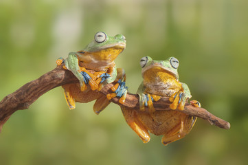 flying frog