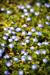 Little blue flowers in the nature