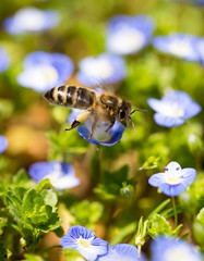 Bee on little blue flowers in nature