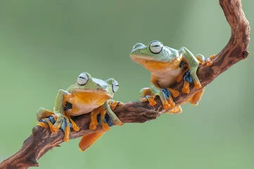Foto op Plexiglas flying frog © rizaarif