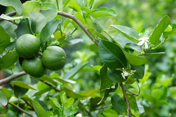 Lime tree with fruits closeup select focus. Raw materials of food Thailand.