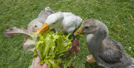 feeding geese