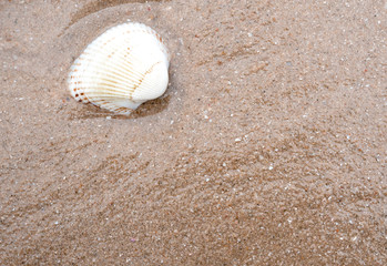 Fototapeta na wymiar Remainder sea shell on sand beach