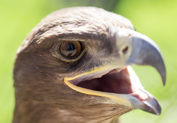 Portrait of an eagle in a park