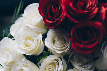 Rose Vintage Background 