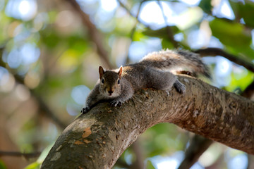 Grauhörnchen in Südflorida