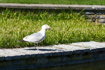 Sea gull eats a catched fish from a lake