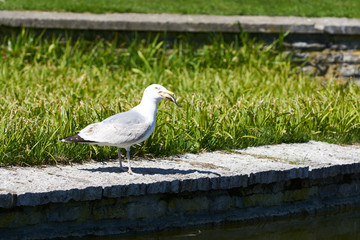 Sea gull eats a catched fish from a lake