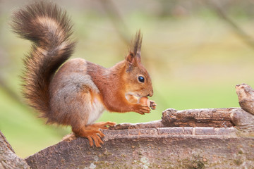 Naklejka na ściany i meble Pretty red squirrel holds a nut in paws on a trunk of a tree