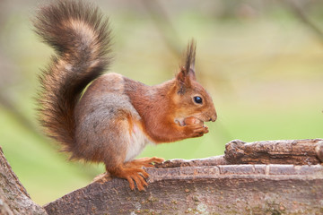 Red squirrel hold a nut in paws and tries to split it sitting on a trunk of a tree
