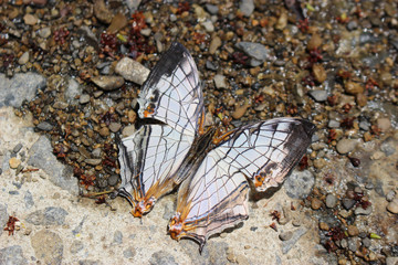 羽を広げるイシガケチョウ