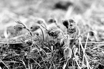 Beautiful spring flowers